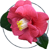 Alpeja Cosmetics Natural Cosmetic Slovenia